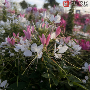 男裸检jiji㊙️无短裤网站
